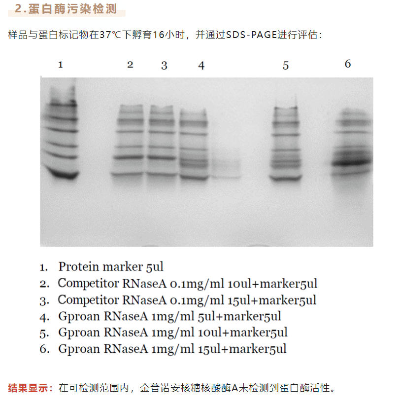 核糖核酸酶A：大自然的RNA剪刀手！-金普诺安