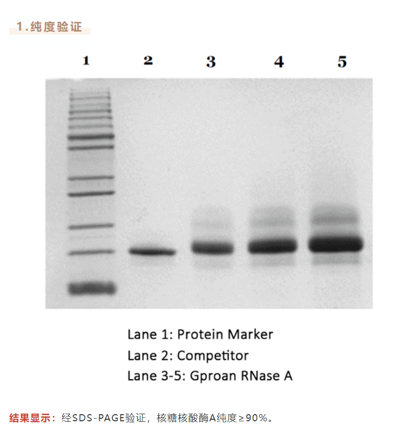 核糖核酸酶A：大自然的RNA剪刀手！-金普诺安